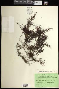 Hymenophyllum penangianum image