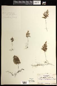 Hymenophyllum multifidum image