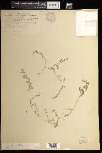 Selaginella aristata image