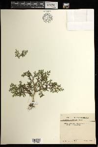 Selaginella aristata image