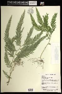 Selaginella delicatula image