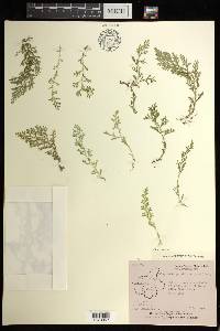 Selaginella ciliaris image