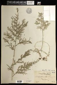 Selaginella involvens image