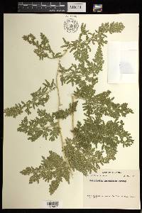 Selaginella inaequalifolia image