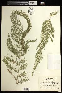 Selaginella involvens image