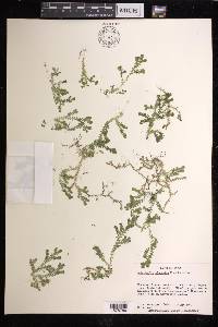 Selaginella nipponica image