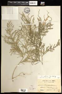 Selaginella involvens image