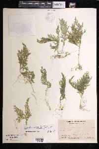 Selaginella myosuroides image