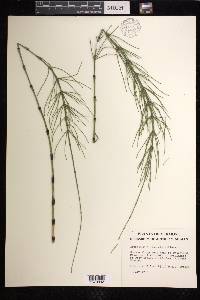 Equisetum x litorale image