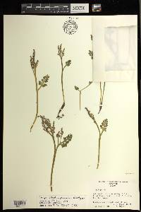 Botrychium pedunculosum image