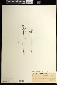 Botrychium lanceolatum subsp. angustisegmentum image