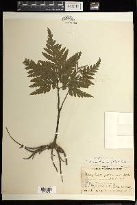 Sceptridium japonicum image