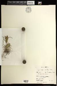 Ophioglossum costatum image