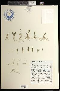 Ophioglossum gomezianum image