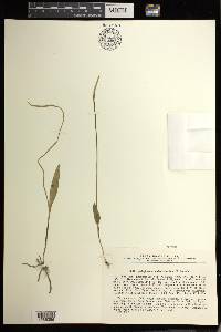 Ophioglossum thermale image