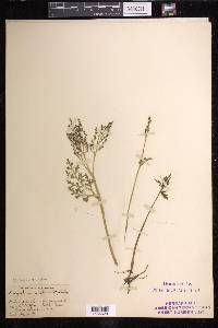 Botrychium matricariifolium image