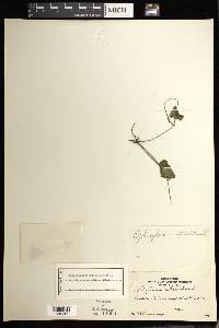 Ophioglossum reticulatum image