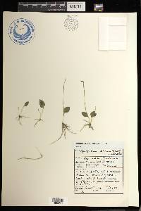 Ophioglossum latifolium image