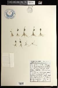 Ophioglossum rubellum image