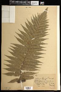 Dicksonia thyrsopteroides image