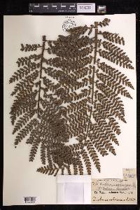 Dicksonia arborescens image