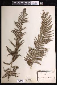 Dicksonia sellowiana image