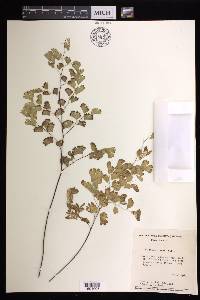 Adiantum braunii image