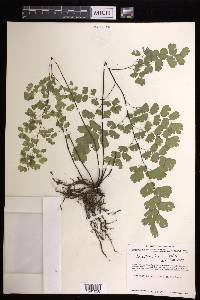 Adiantum braunii image