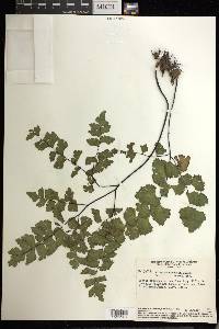 Adiantum sinuosum image