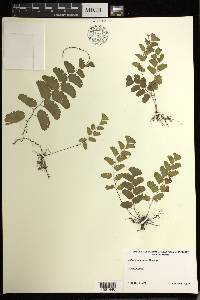Adiantum philippense subsp. philippense image