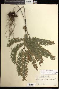 Adiantum venustum image