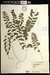 Adiantum philippense subsp. philippense image