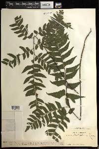 Adiantum latifolium image