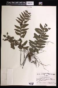 Adiantum obliquum image