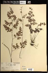 Adiantum chilense image