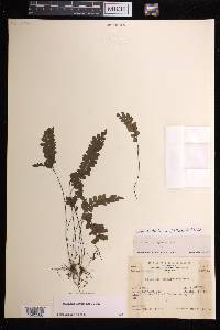 Adiantum diaphanum image