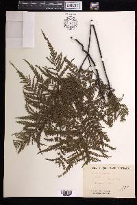 Adiantum formosum image