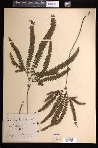 Adiantum hispidulum image