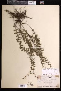 Adiantum incisum subsp. indicum image