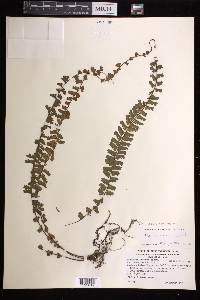 Adiantum incisum subsp. indicum image