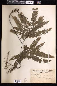 Adiantum novae-caledoniae image