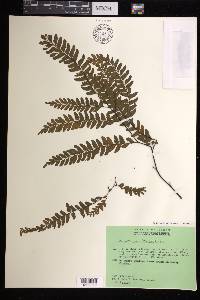 Adiantum aneitense image