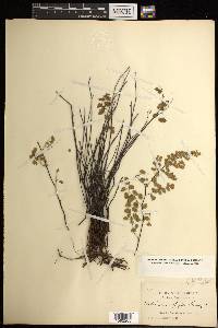 Adiantum intermedium image