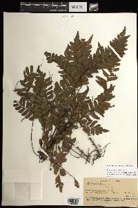 Adiantum latifolium image