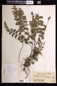 Adiantum soboliferum image