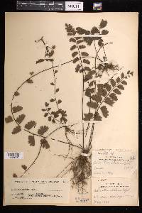 Adiantum soboliferum image