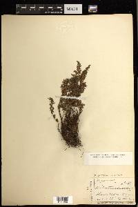 Oeosporangium subvillosum image