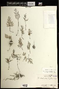 Gaga angustifolia image