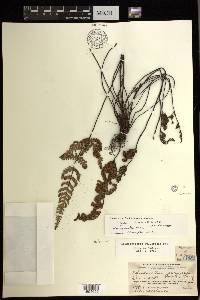 Aleuritopteris bicolor image