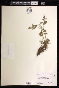 Cryptogramma brunoniana image